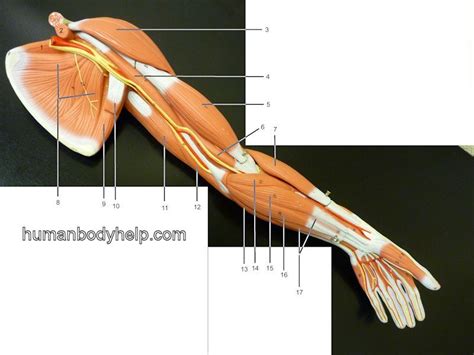 Upper Extremity Medial Human Body Help