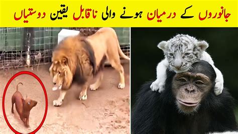 7 Unusual Friendships Stories Between Animals Urduhindi