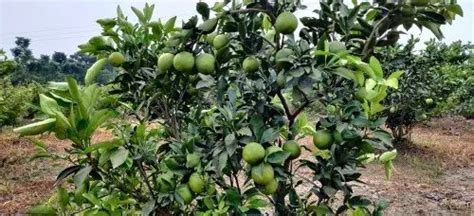Well Watered Green Sweet Maltas Lemon Plant For Fruits At Rs 50piece