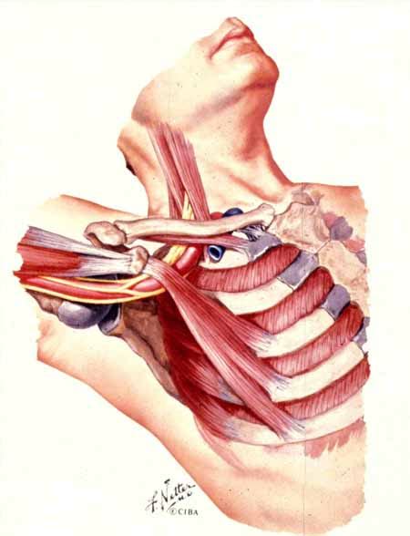 Thoracic Outlet Syndrome Treatment In Greenville Sc Tos Treatment
