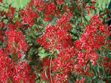 We're always happy to help. Ceratopetalum 'Johanna's Christmas', a dwarf form of the ...