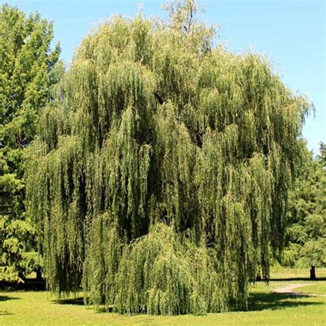 Weeping Willow Tree In 2020 Weeping Willow Tree Willow