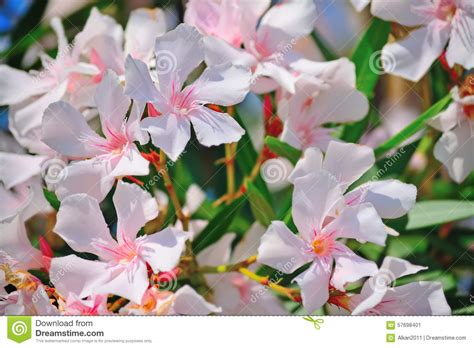 Close Up Of Pink Oleanders Stock Image Image Of Pink 57698401