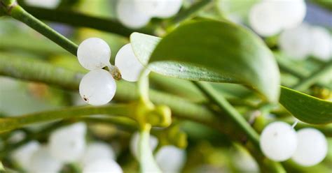 How To Grow And Care For Mistletoe Love The Garden