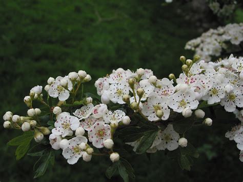 Hawthorn How To Identify Hawthorn A Guide From Tcv