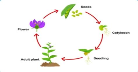 The Life Cycle Of Flowering Seed Plants Best Flower Site