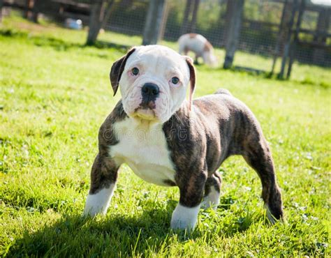 Funny Brindle Coat American Bulldog Puppy Dog Stock Image Image Of