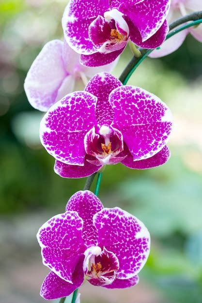 Free Photo Pink Phalaenopsis Orchid Flower