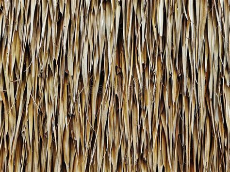 Background Of Thatched Roof Texture Stock Photo Image Of Straw Brown