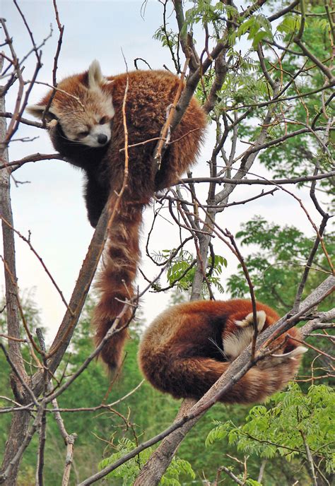 Habitat Red Panda Project