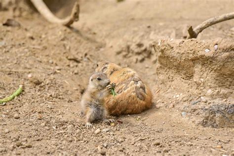Prairie dogs can get external parasites like fleas and ticks which needs to be treated if any are found on your pet dog. New Prairie Dog Pups are "Popping Up" at the Zoo! - (cool) progeny