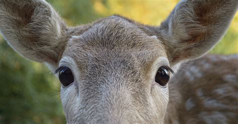 Deer Eyes A Complete Guide To Deer Vision How And What Deer See