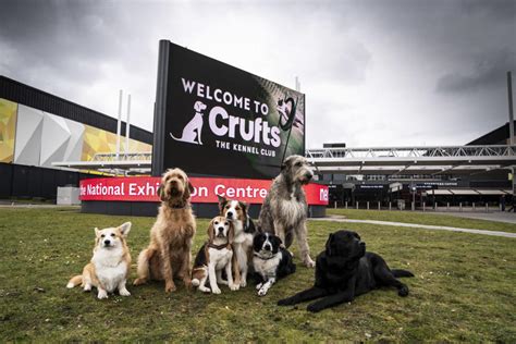 Crufts Is Back Dogs Of All Shapes And Sizes Arrive At Nec Birmingham