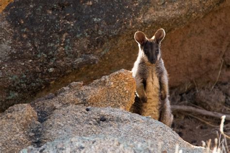 Black Flanked Rock Wallaby • Rewild Perth