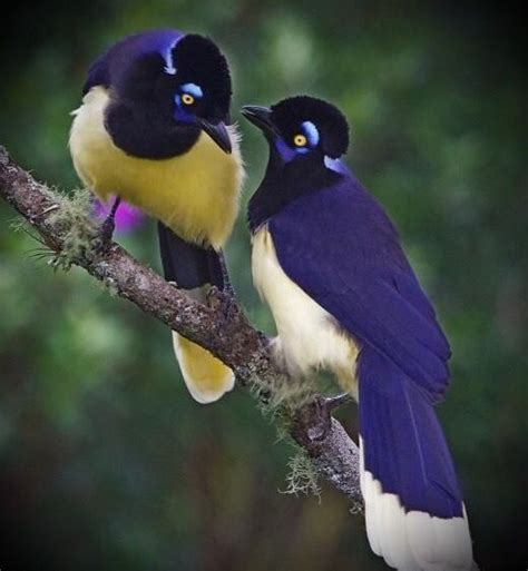 Two Colorful Birds Sitting On Top Of A Tree Branch Next To Each Other With Their Beaks Touching