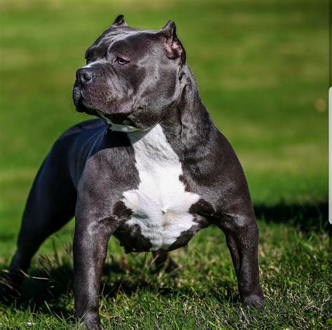 American Bully Puppies For Sale Houston Tx 256937