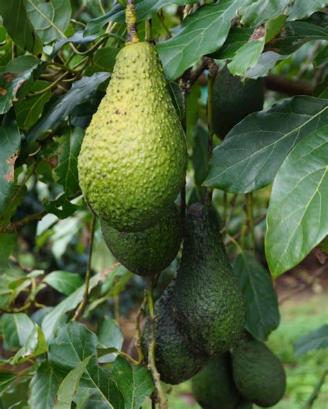 Avocados are used in both savory and sweet dishes. Pinkerton avocado