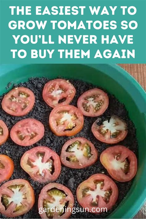 Learn The Easiest Way To Grow Tomatoes At Home This Article Will Guide