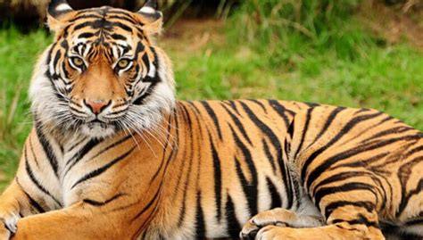 Royal Bengal Tiger Population Increased In Manas National Park