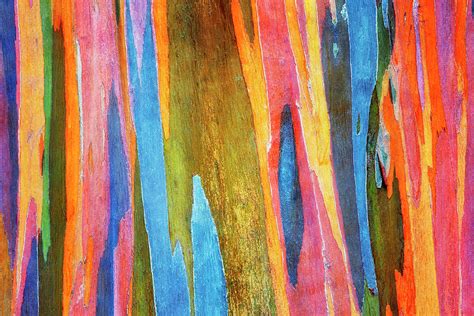 Spectacular Colors On The Bark Of The Rainbow Eucalyptus Tree On Maui