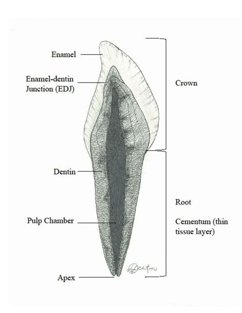1 The Anatomy Of A Human Incisor Download Scientific Diagram