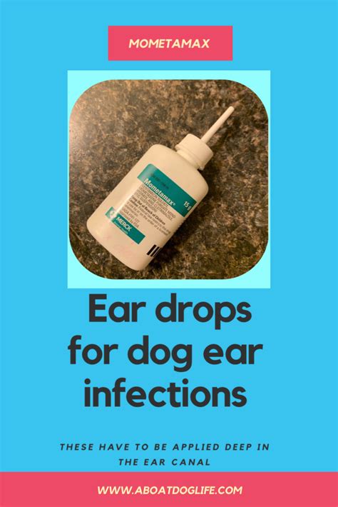 The itching and inflammation in their ear, the only way to be able to find relief is by shaking their head, rubbing against any the common types of dog ear problems include bacterial infections, yeast infections, mites, foreign objects, allergies (to foods and external factors. Mometamax is dog ear antibiotic medication for ear ...
