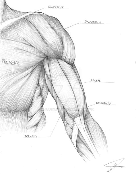 Chest Muscles Anatomy Drawing Deep Muscles Of Chest And Shoulder Of A
