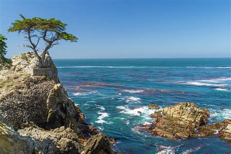 Lone Cypress Tree California By Stuart Dee