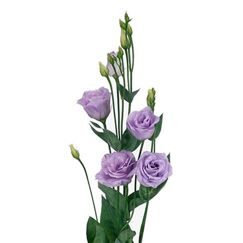 Lisianthus Rosita Lavender Cut Weddings Flower Suppliers Wholesale