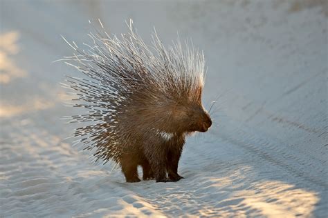Whats The Difference Echidnas Hedgehogs And Porcupines