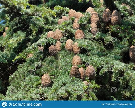 Siberian Cedar In The Crimea Stock Photo Image Of Cedar Nature