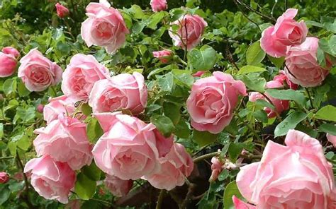 Peter Beales Roses Visit East Of England