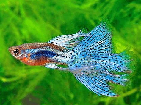 The Guppy Is One Of The Most Popular Aquarium Fish Due To Its Cosmetic