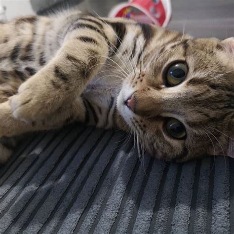 14 Fun Facts You Didnt Know About Bengal Cats Kitten Pictures Cute