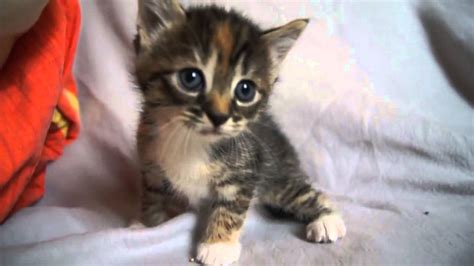 Cute Baby Kitten Meows Because Mama Cat Is Not There Youtube