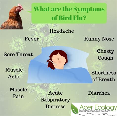 All about bird flu and influenza a virus. Bird Flu - Should we be worried? - Acer Ecology