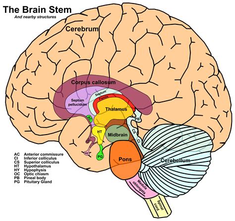 Human Brain Stem - | Brain stem, Human brain, Brain anatomy