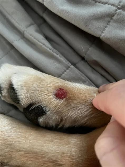 Red Bumps On Dogs Causes Symptoms And Treatment 2023