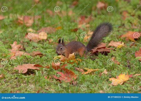 Squirrel In The Autumn Stock Photo Image Of Leaf Green 27100222