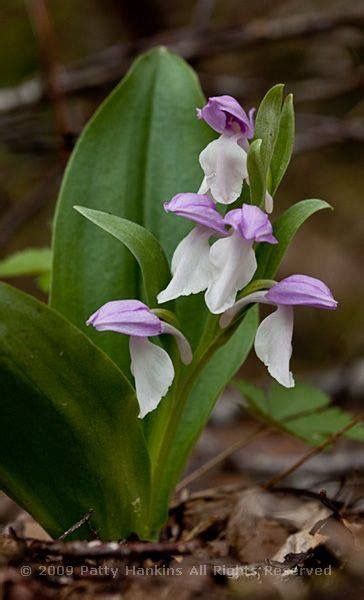 Showy Orchis Galearis Spectabilis By Patty Hankins Fine Art Floral
