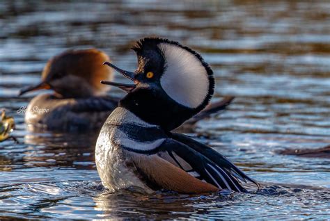 Best Of Long Island Wildlife Photography 11 20 2021 Fire Island And