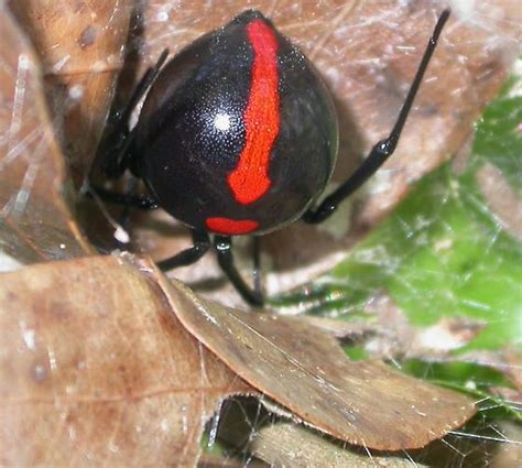 Latrodectus Variolus Bugguidenet