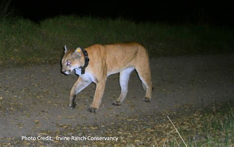 The Real Cougars Of Orange County Pt 2 Mountain Lions Survival Might