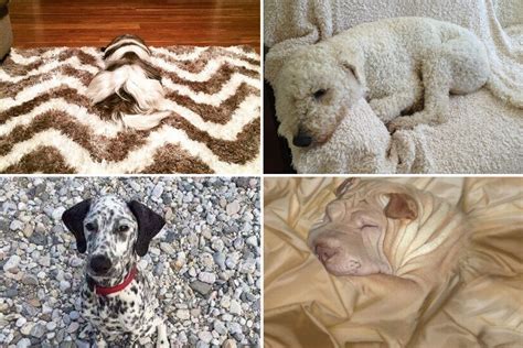 Can You Spot The Hidden Dogs In These Pictures