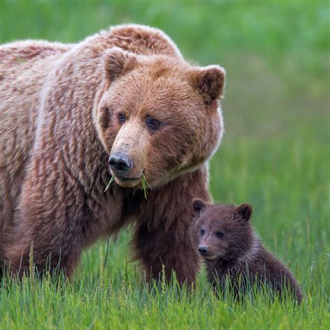 Grizzly Bear Cub With Mom In Grass Fine Art Photo Print Photos By
