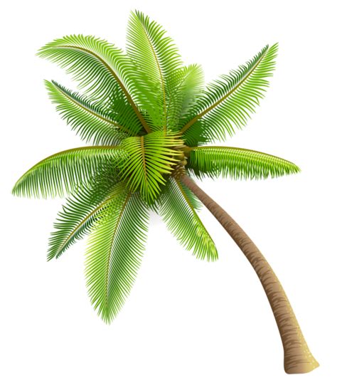 Green Palm Tree Png Clipart In 2023 Palm Tree Png Palm Tree Pictures