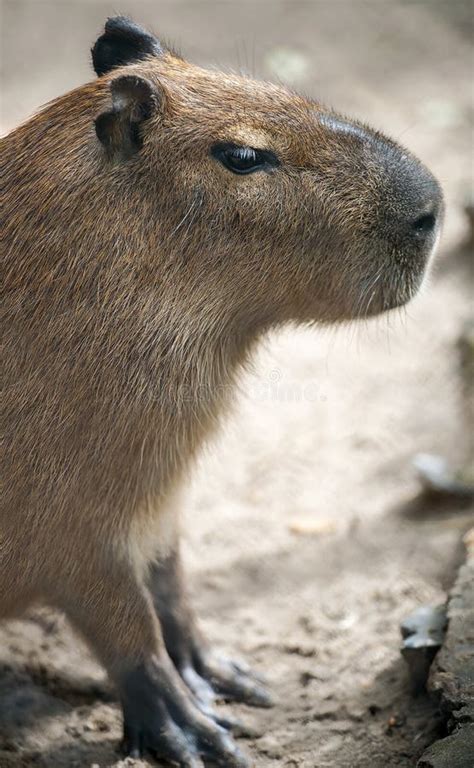 Cute Capybara Rodent Stock Photo Image Of Capibara Nature 8856656
