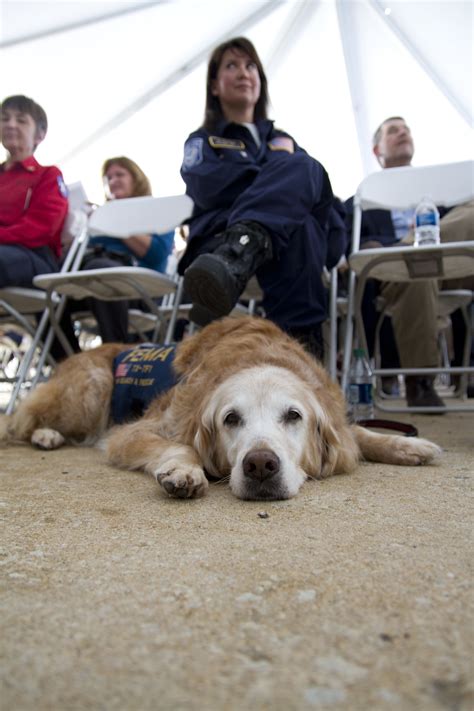 Tracking The Working Dogs Of 911 Penn Today