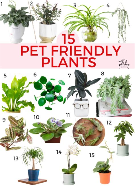 Plants That Cats Like Plants Bv