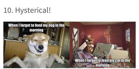 16 Funny Cat Versus Dog Memes To Prove Whos The Real Boss